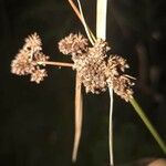 Scirpus atrovirens Fruit