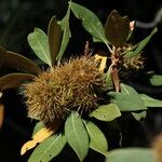 Chrysolepis sempervirens Fruit