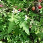 Solanum sisymbriifolium Цвят