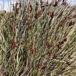 Juncus acutus Habitus