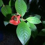 Psychotria poeppigiana Kukka