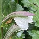 Acanthus spinosus Fleur