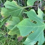 Tithonia diversifolia Leaf