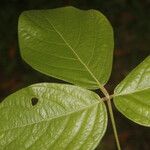 Dioclea virgata Leaf