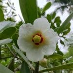 Clusia grandiflora Fleur