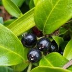 Sarcococca confusa Frucht