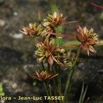 Juncus capitatus Vekstform