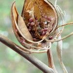 Helianthemum ledifolium Fruit