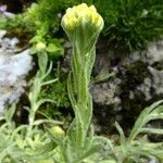 Helichrysum graveolens Other