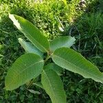 Asclepias syriacaLeaf