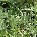 Artemisia pedemontana Folla