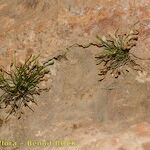 Asplenium seelosii Прочее