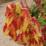 Amaranthus tricolor Foglia