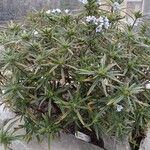 Lithodora zahnii Hoja