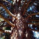 Sequoiadendron giganteum Kabuk