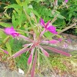 Epilobium angustifoliumFlower