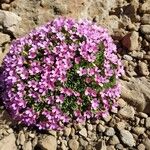 Androsace ciliata Flor