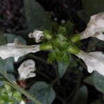 Prunella laciniata Flower