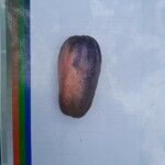 Dacryodes edulis Fruit