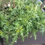 Senecio vulgaris 葉