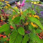 Salvia involucrata Hoja