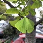 Ginkgo bilobaList