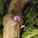 Polygala nicaeensis Fula