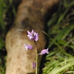 Polygala nicaeensis Цветок