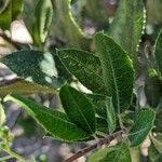 Photinia arbutifolia Ліст