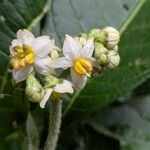 Solanum oblongifolium Cvet