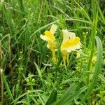 Linaria vulgaris Habitus