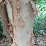 Melaleuca leucadendra 樹皮