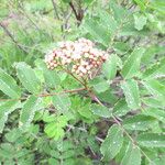 Sorbus sitchensis 花