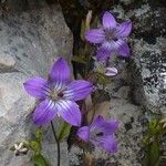 Campanula specularioides Blomma