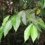 Bunchosia dwyeri Leaf