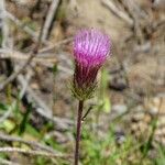 Cirsium andersonii Flor