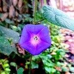 Ipomoea hederacea Flower