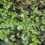 Ranunculus omiophyllus Leaf