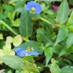 Commelina erecta Іншае