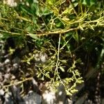 Thesium linophyllon Folha