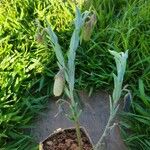 Crotalaria sagittalis Folla