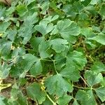 Aquilegia nigricans Leaf
