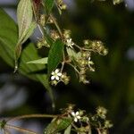 Chaetogastra longifolia Other