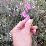 Silene scabriflora Cvet