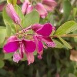 Polygala myrtifolia 花