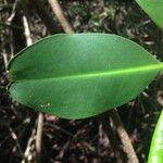 Rhizophora mangle Blatt