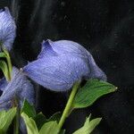 Delphinium brunonianum Облик