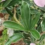 Adenium swazicum Leaf