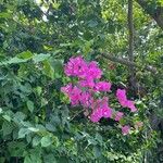 Bougainvillea glabra Kwiat