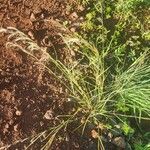 Aristida adscensionis Flower